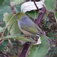 Zosterops lateralis (Silvereye) at Tharwa, ACT - 6 May 2025 by RodDeb
