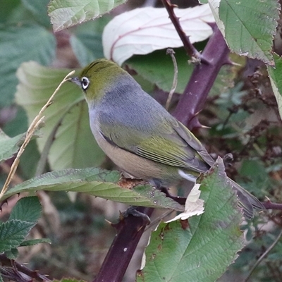 Zosterops lateralis (Silvereye) at Tharwa, ACT - 6 May 2025 by RodDeb