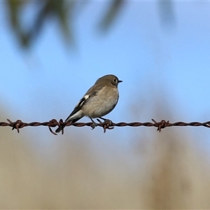 Petroica phoenicea at Tharwa, ACT - 6 May 2025 by RodDeb