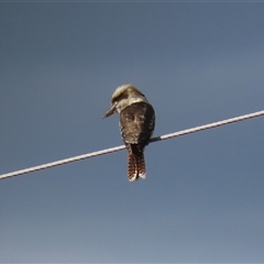 Dacelo novaeguineae (Laughing Kookaburra) at Tharwa, ACT - 6 May 2025 by RodDeb
