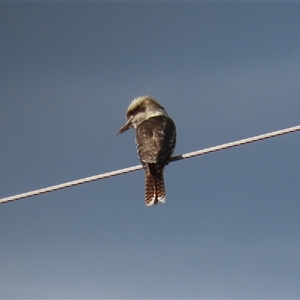 Dacelo novaeguineae (Laughing Kookaburra) at Tharwa, ACT - 6 May 2025 by RodDeb