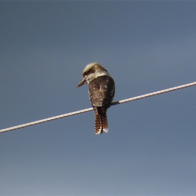 Dacelo novaeguineae (Laughing Kookaburra) at Tharwa, ACT - 6 May 2025 by RodDeb
