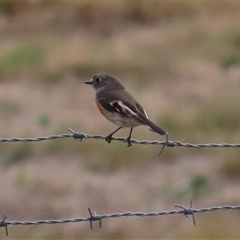 Petroica boodang (Scarlet Robin) at Tharwa, ACT - 6 May 2025 by RodDeb
