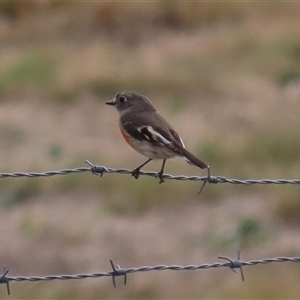 Petroica boodang (Scarlet Robin) at Tharwa, ACT - 6 May 2025 by RodDeb