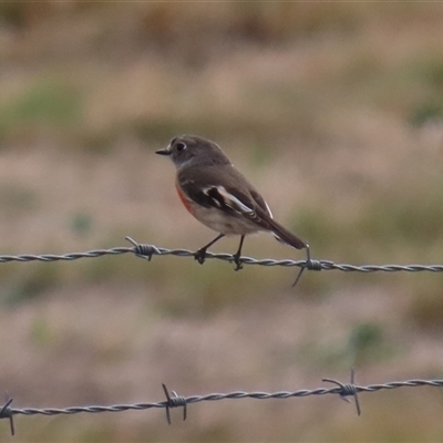 Petroica boodang (Scarlet Robin) at Tharwa, ACT - 6 May 2025 by RodDeb