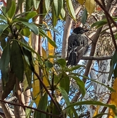 Cracticus torquatus (Grey Butcherbird) at Pearce, ACT - 7 May 2025 by Starify