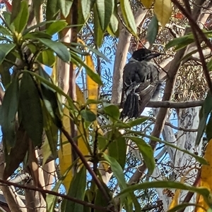 Cracticus torquatus (Grey Butcherbird) at Pearce, ACT - Yesterday by Starify