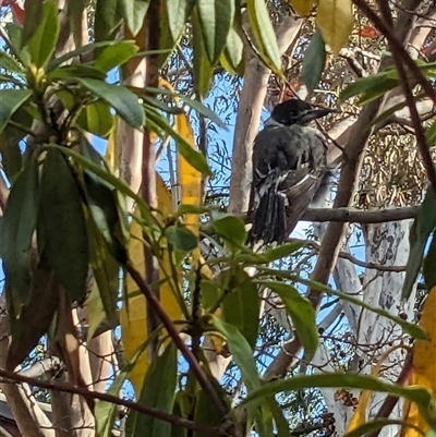 Cracticus torquatus (Grey Butcherbird) at Pearce, ACT - 7 May 2025 by Starify