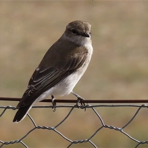 Microeca fascinans (Jacky Winter) at Tharwa, ACT - 6 May 2025 by RodDeb