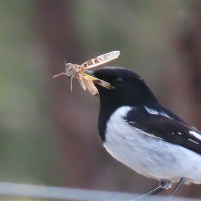 Oedaleus australis (Australian Oedaleus) by RodDeb