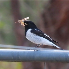 Melanodryas cucullata cucullata (Hooded Robin) at Tharwa, ACT - 6 May 2025 by RodDeb