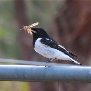 Melanodryas cucullata cucullata (Hooded Robin) at Tharwa, ACT - 6 May 2025 by RodDeb