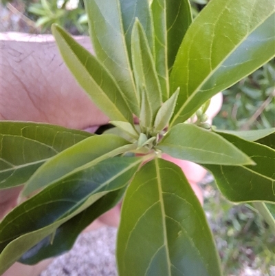 Unverified Plant at Caboolture, QLD - 6 May 2025 by Mitchellbaker1990