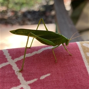 Unverified Grasshopper (several families) at Broke, NSW - 14 Apr 2025 by RoyP