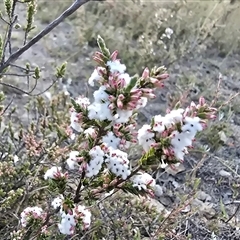 Styphelia attenuata (Small-leaved Beard Heath) at Fadden, ACT - 7 May 2025 by Mike