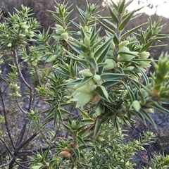 Melichrus urceolatus (Urn Heath) at Fadden, ACT - 7 May 2025 by Mike