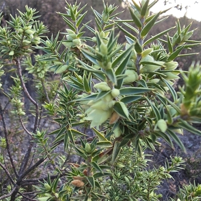 Melichrus urceolatus (Urn Heath) at Fadden, ACT - 7 May 2025 by Mike