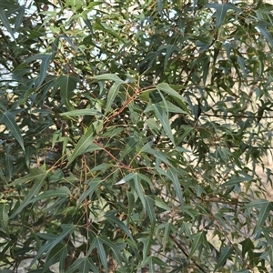 Brachychiton populneus subsp. populneus (Kurrajong) at Fadden, ACT - Yesterday by Mike