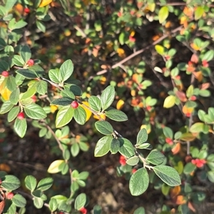 Cotoneaster franchetii at Fadden, ACT - 7 May 2025 03:08 PM