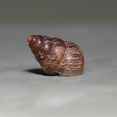 Cochlicella barbara (Small Pointed Snail) at Yarralumla, ACT - Today by TimL