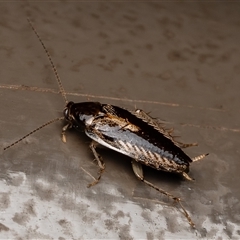 Ectoneura sp. (genus) (Cockroach) at Acton, ACT - 7 May 2025 by Roger