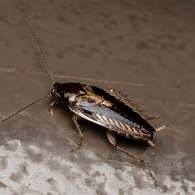 Ectoneura sp. (genus) (Cockroach) at Acton, ACT - 7 May 2025 by Roger