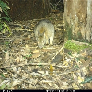 Thylogale thetis at Lorne, NSW - 6 May 2025 by Butlinz