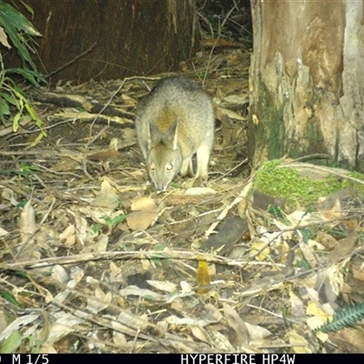 Thylogale thetis at Lorne, NSW - 6 May 2025 by Butlinz
