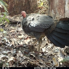 Alectura lathami (Australian Brush-turkey) at Lorne, NSW - 1 May 2025 by Butlinz