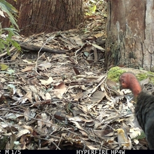 Alectura lathami at Lorne, NSW - 1 May 2025 01:28 PM
