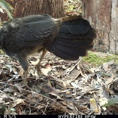 Alectura lathami at Lorne, NSW - 1 May 2025 01:28 PM