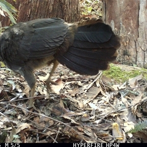 Alectura lathami at Lorne, NSW - 1 May 2025 01:28 PM