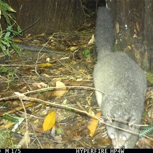 Trichosurus vulpecula (Common Brushtail Possum) at Lorne, NSW - 24 Apr 2025 by Butlinz