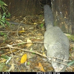 Trichosurus vulpecula at Lorne, NSW - 24 Apr 2025 08:43 PM