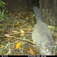 Trichosurus vulpecula at Lorne, NSW - 24 Apr 2025 08:43 PM