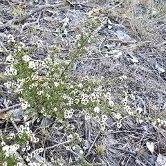 Cryptandra amara (Bitter Cryptandra) at Fadden, ACT - 7 May 2025 by Mike