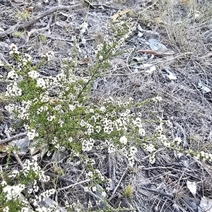 Cryptandra amara at Fadden, ACT - Yesterday by Mike