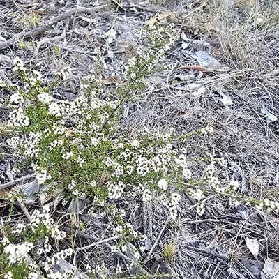 Cryptandra amara (Bitter Cryptandra) at Fadden, ACT - 7 May 2025 by Mike