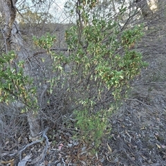 Styphelia triflora (Five-corners) at Fadden, ACT - 7 May 2025 by Mike