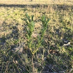 Acacia sp. (A Wattle) at Fadden, ACT - 7 May 2025 by Mike