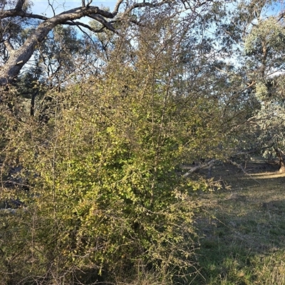 Crataegus monogyna (Hawthorn) at Fadden, ACT - 7 May 2025 by Mike