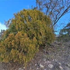 Exocarpos cupressiformis (Cherry Ballart) at Fadden, ACT - 7 May 2025 by Mike