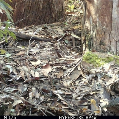 Eopsaltria australis (Eastern Yellow Robin) at Lorne, NSW - 1 May 2025 by Butlinz