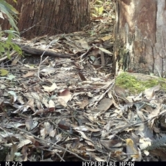 Eopsaltria australis at Lorne, NSW - 1 May 2025 01:24 PM