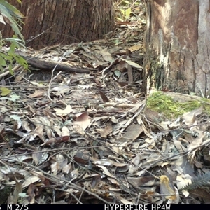 Eopsaltria australis at Lorne, NSW - 1 May 2025 01:24 PM