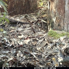 Eopsaltria australis at Lorne, NSW - 1 May 2025 01:24 PM