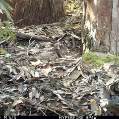Eopsaltria australis at Lorne, NSW - 1 May 2025 01:24 PM