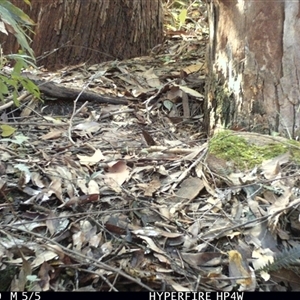 Eopsaltria australis at Lorne, NSW - 1 May 2025 01:24 PM