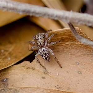Jotus sp. (genus) (Unidentified Jotus Jumping Spider) at Paddys River, ACT - 15 Oct 2023 by KorinneM