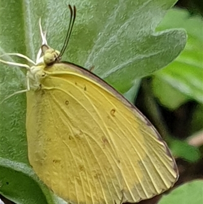 Pieris rapae (Cabbage White) at Copmanhurst, NSW - 20 Dec 2024 by MazzV
